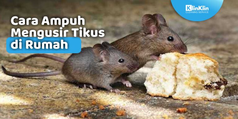 cara mengusir tikus di rumah