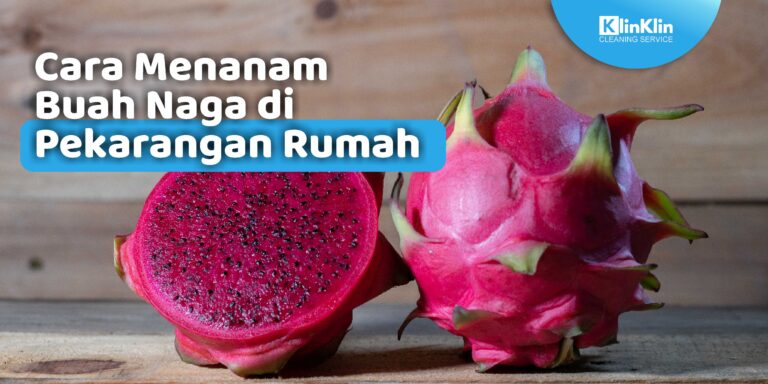 cara menanam buah naga